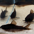 Black Venezuelan Corydoras Catfish – Tank-Bred in Texas | Peaceful Bottom Cleaner, 1.0–1.5 in Juveniles