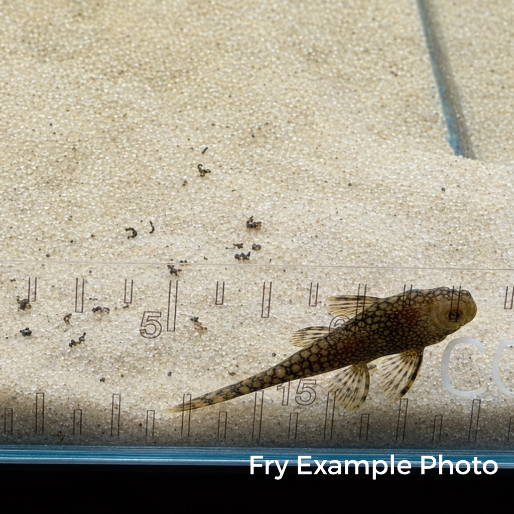 Wabenmuster Pleco – Tank-Bred in Texas | Peaceful Bottom Cleaner, 1.25–2.0 in Juveniles