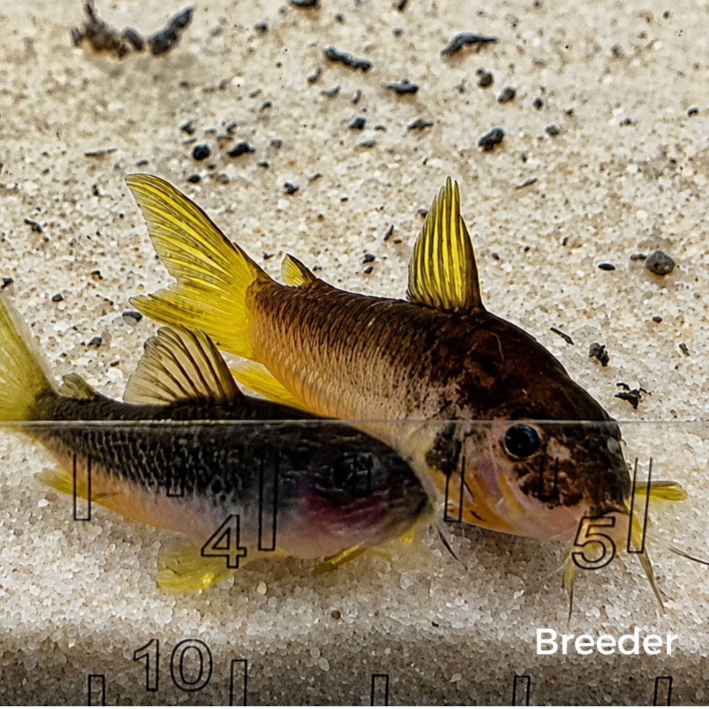 Gold Laser Corydoras Catfish – Tank-Bred in Texas | Peaceful Bottom Cleaner, 1.0–1.5 in Juveniles