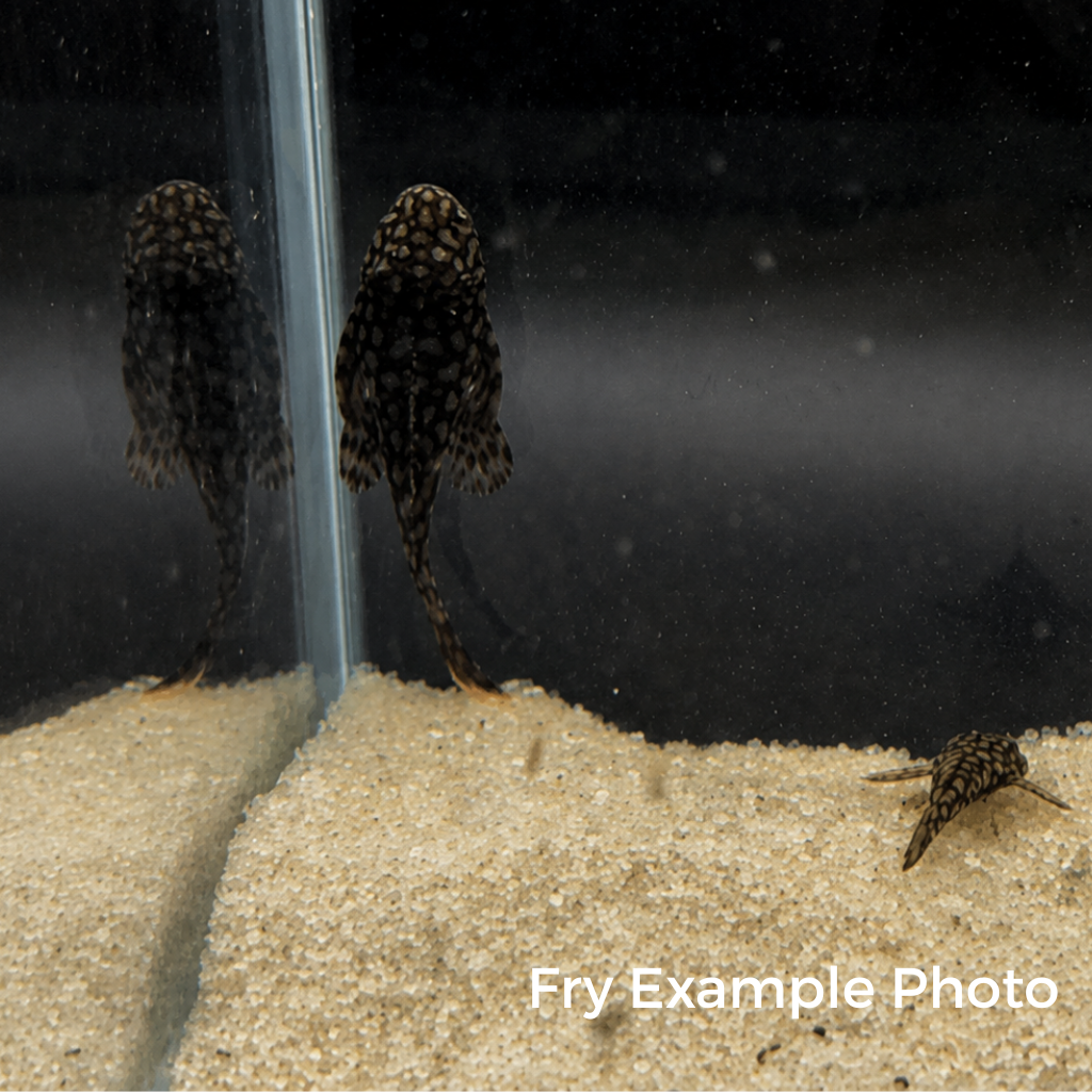 Wabenmuster Pleco – Tank-Bred in Texas | Peaceful Bottom Cleaner, 1.25–2.0 in Juveniles