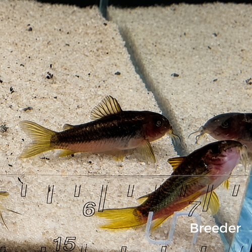 Gold Laser Corydoras Catfish – Tank-Bred in Texas | Peaceful Bottom Cleaner, 1.0–1.5 in Juveniles