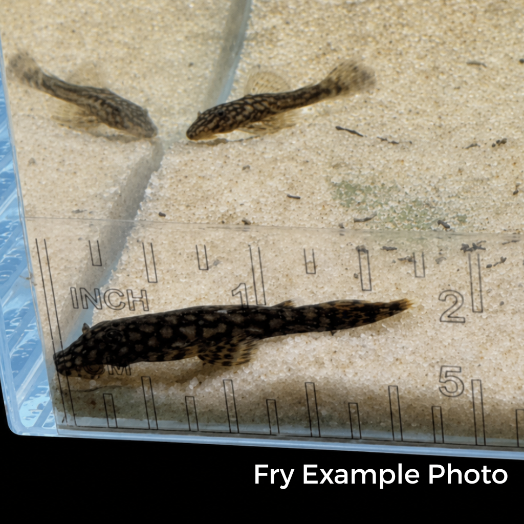Wabenmuster Pleco – Tank-Bred in Texas | Peaceful Bottom Cleaner, 1.25–2.0 in Juveniles