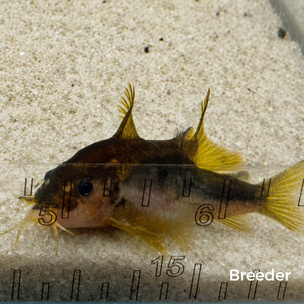 Gold Laser Corydoras Catfish – Tank-Bred in Texas | Peaceful Bottom Cleaner, 1.0–1.5 in Juveniles