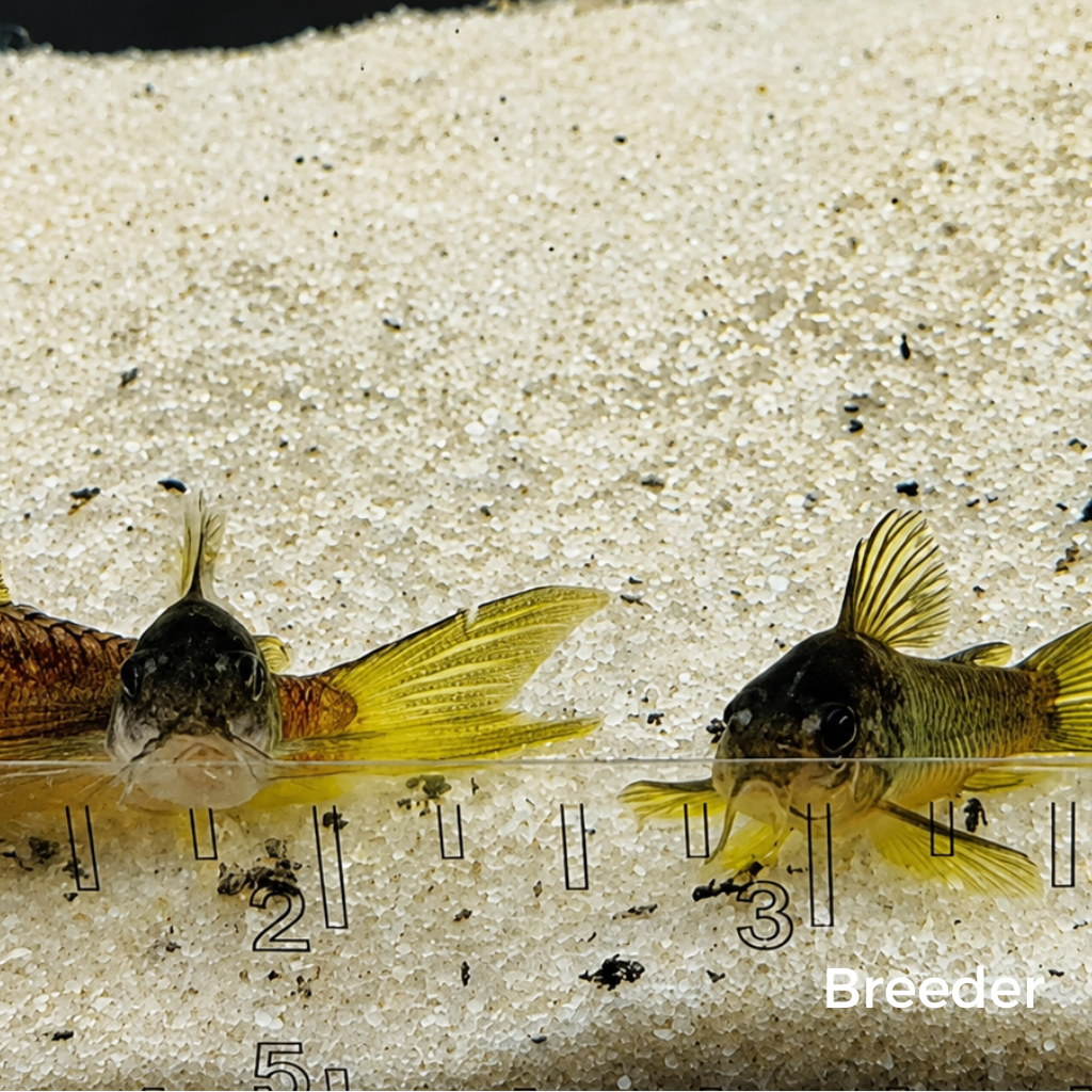 Gold Laser Corydoras Catfish – Tank-Bred in Texas | Peaceful Bottom Cleaner, 1.0–1.5 in Juveniles
