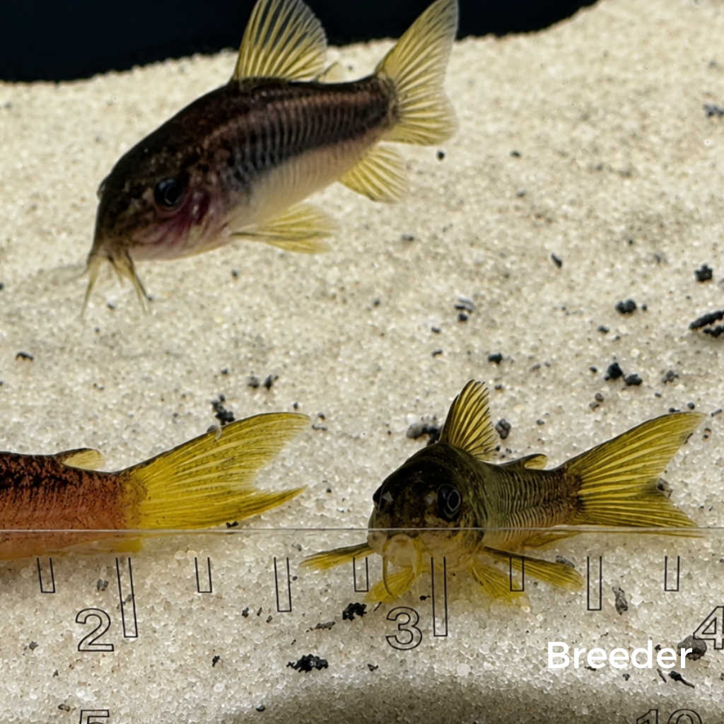 Gold Laser Corydoras Catfish – Tank-Bred in Texas | Peaceful Bottom Cleaner, 1.0–1.5 in Juveniles