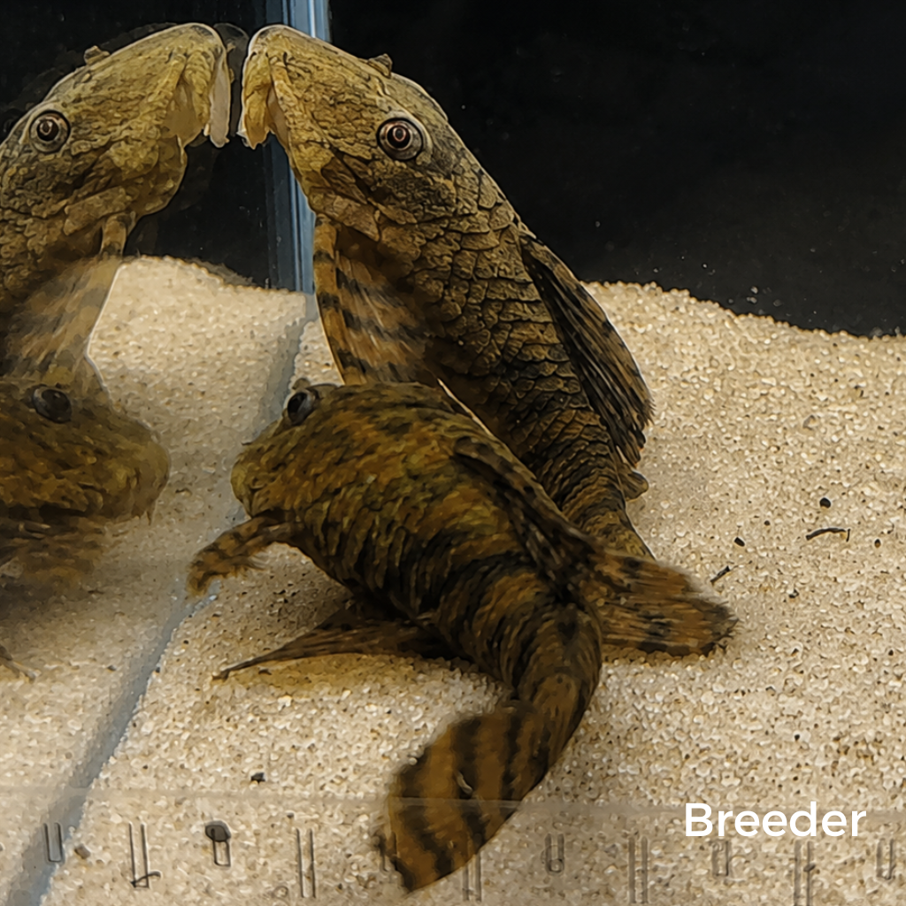 L397 Alenquer Tiger Pleco – Tank-Bred in Texas | Peaceful Bottom Cleaner, 1.25–2.0 in Juveniles