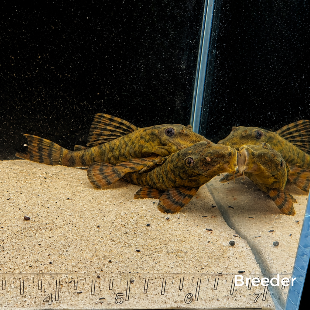 L397 Alenquer Tiger Pleco – Tank-Bred in Texas | Peaceful Bottom Cleaner, 1.25–2.0 in Juveniles