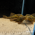 L397 Alenquer Tiger Pleco – Tank-Bred in Texas | Peaceful Bottom Cleaner, 1.25–2.0 in Juveniles