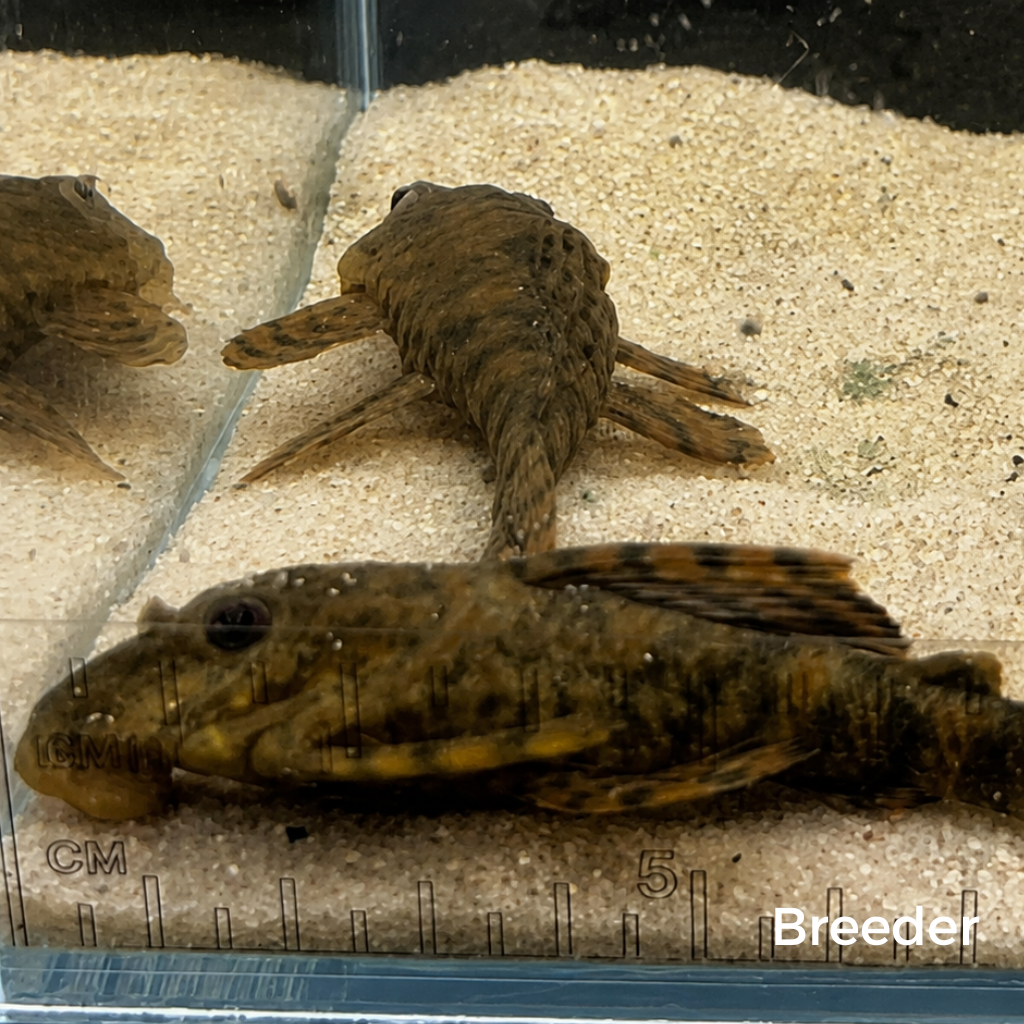 L397 Alenquer Tiger Pleco – Tank-Bred in Texas | Peaceful Bottom Cleaner, 1.25–2.0 in Juveniles
