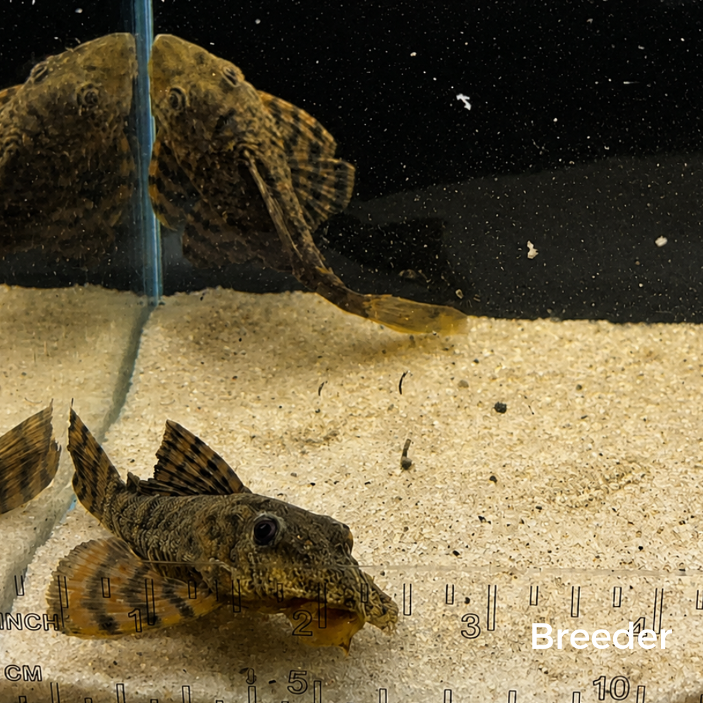 L397 Alenquer Tiger Pleco – Tank-Bred in Texas | Peaceful Bottom Cleaner, 1.25–2.0 in Juveniles