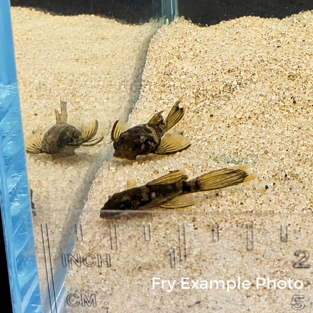 Green Dragon LONGFIN Bristlenose Pleco – Tank-Bred in Texas | Peaceful Bottom Cleaner, 1.25–2.0 in Juveniles