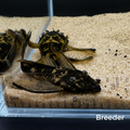 Green Dragon SHORTFIN Bristlenose Pleco – Tank-Bred in Texas | Peaceful Bottom Cleaner, 1.25–2.0 in Juveniles