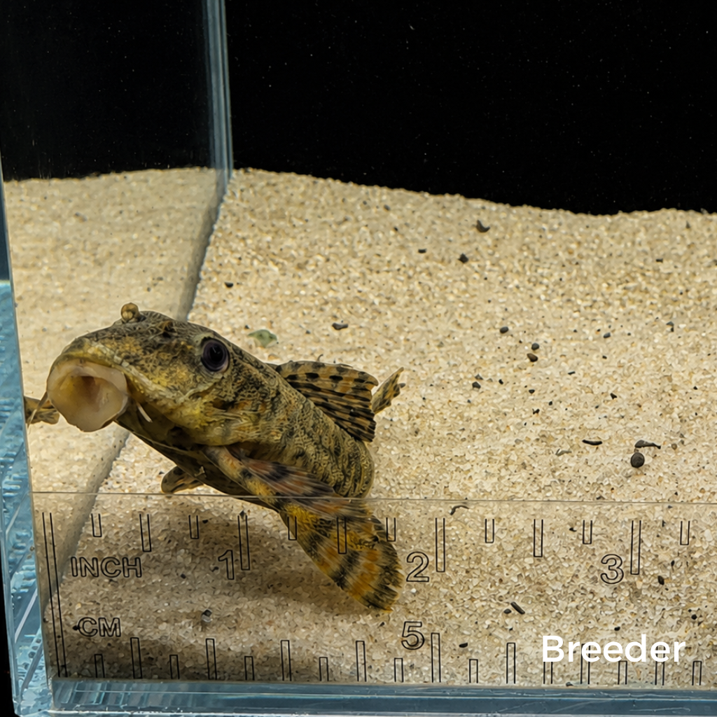 L397 Alenquer Tiger Pleco – Tank-Bred in Texas | Peaceful Bottom Cleaner, 1.25–2.0 in Juveniles