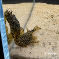 L519 Rio Itenez Pleco – Tank-Bred in Texas | Peaceful Bottom Cleaner, 1.25–2.0 in Juveniles