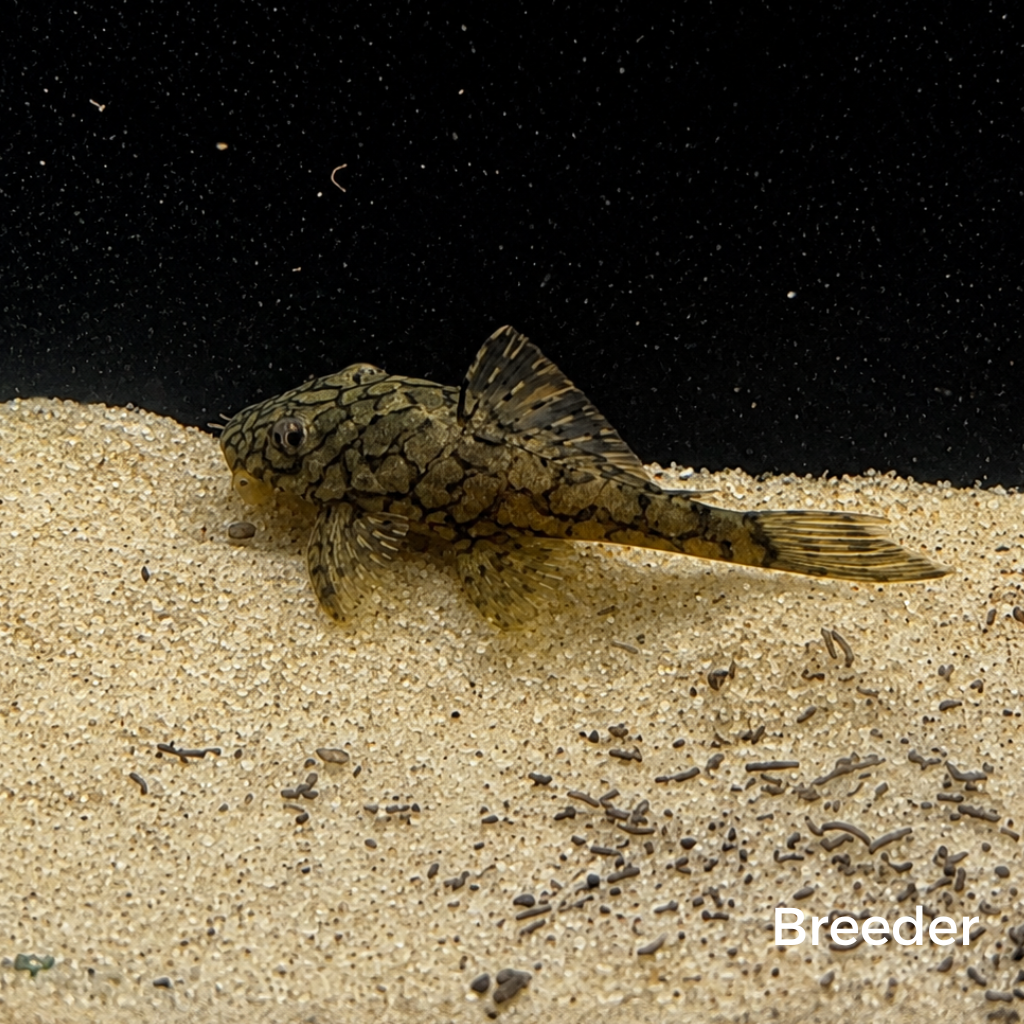 L519 Rio Itenez Pleco – Tank-Bred in Texas | Peaceful Bottom Cleaner, 1.25–2.0 in Juveniles