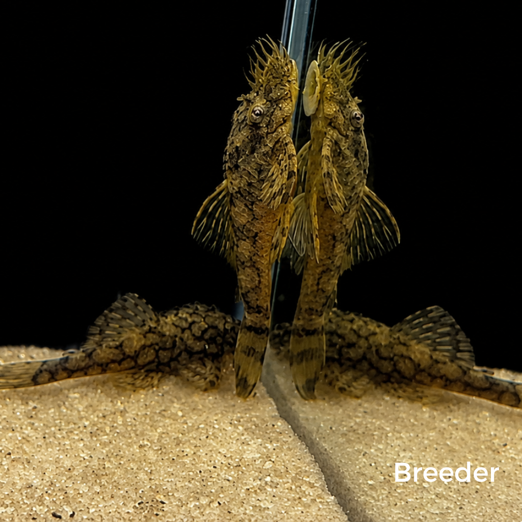 L519 Rio Itenez Pleco – Tank-Bred in Texas | Peaceful Bottom Cleaner, 1.25–2.0 in Juveniles