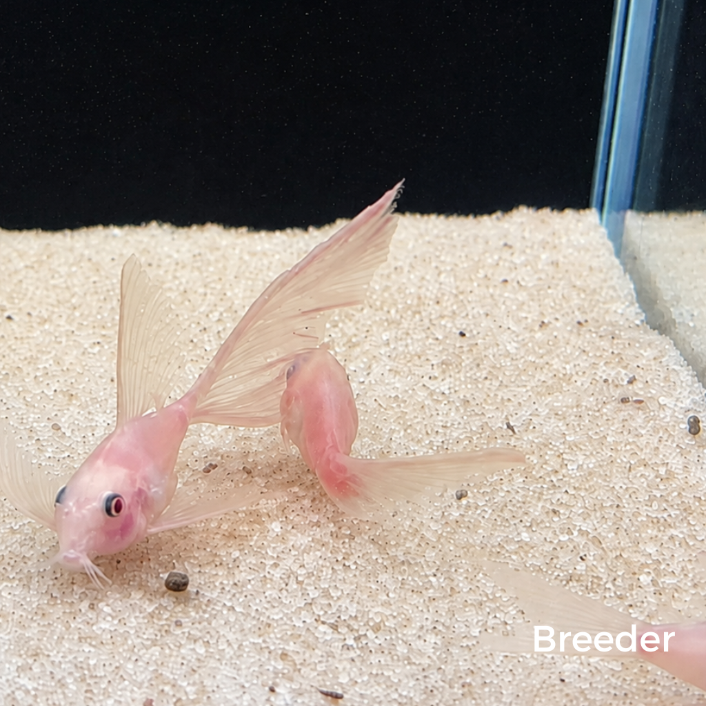 Snow White Panda Longfin Corydoras Catfish – Tank-Bred in Texas | Peaceful Bottom Cleaner, 1.0–1.5 in Juveniles