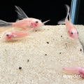 Snow White Panda Longfin Corydoras Catfish – Tank-Bred in Texas | Peaceful Bottom Cleaner, 1.0–1.5 in Juveniles