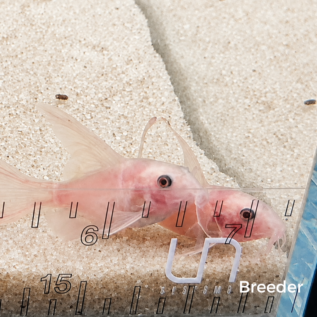 Snow White Panda Longfin Corydoras Catfish – Tank-Bred in Texas | Peaceful Bottom Cleaner, 1.0–1.5 in Juveniles
