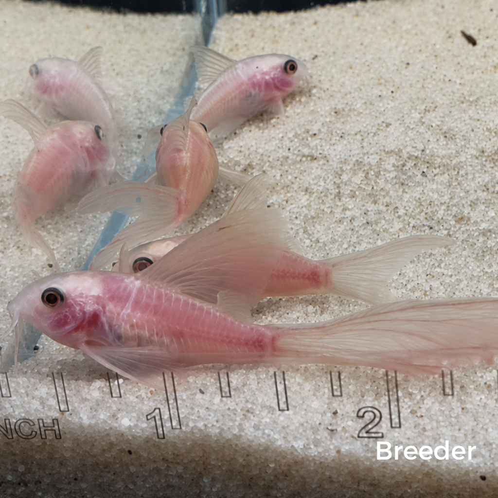 Snow White Panda Longfin Corydoras Catfish – Tank-Bred in Texas | Peaceful Bottom Cleaner, 1.0–1.5 in Juveniles