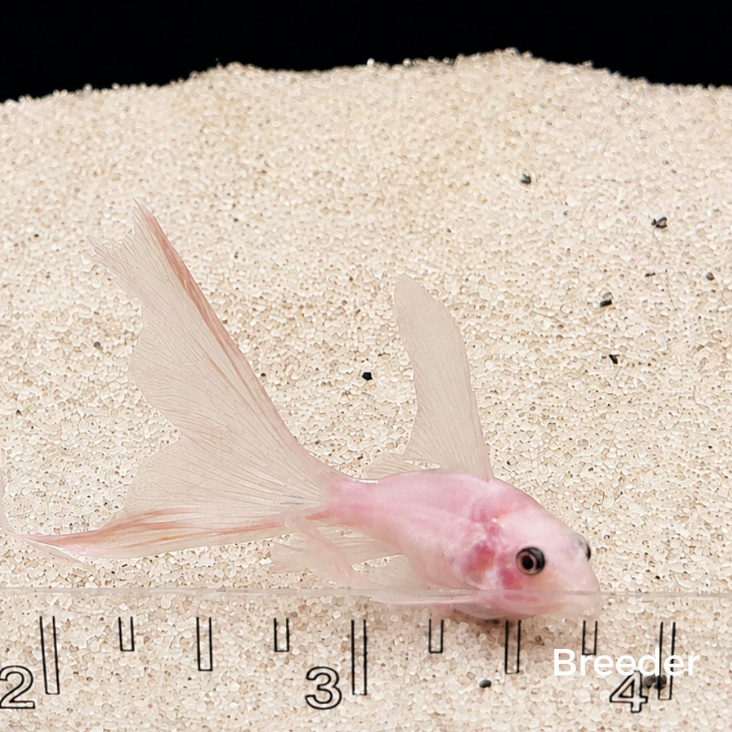 Snow White Panda Longfin Corydoras Catfish – Tank-Bred in Texas | Peaceful Bottom Cleaner, 1.0–1.5 in Juveniles