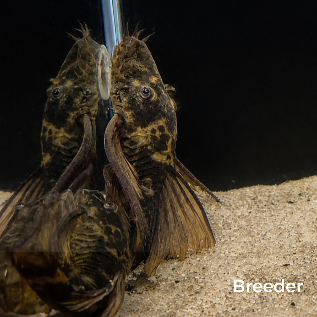 Green Dragon LONGFIN Bristlenose Pleco – Tank-Bred in Texas | Peaceful Bottom Cleaner, 1.25–2.0 in Juveniles