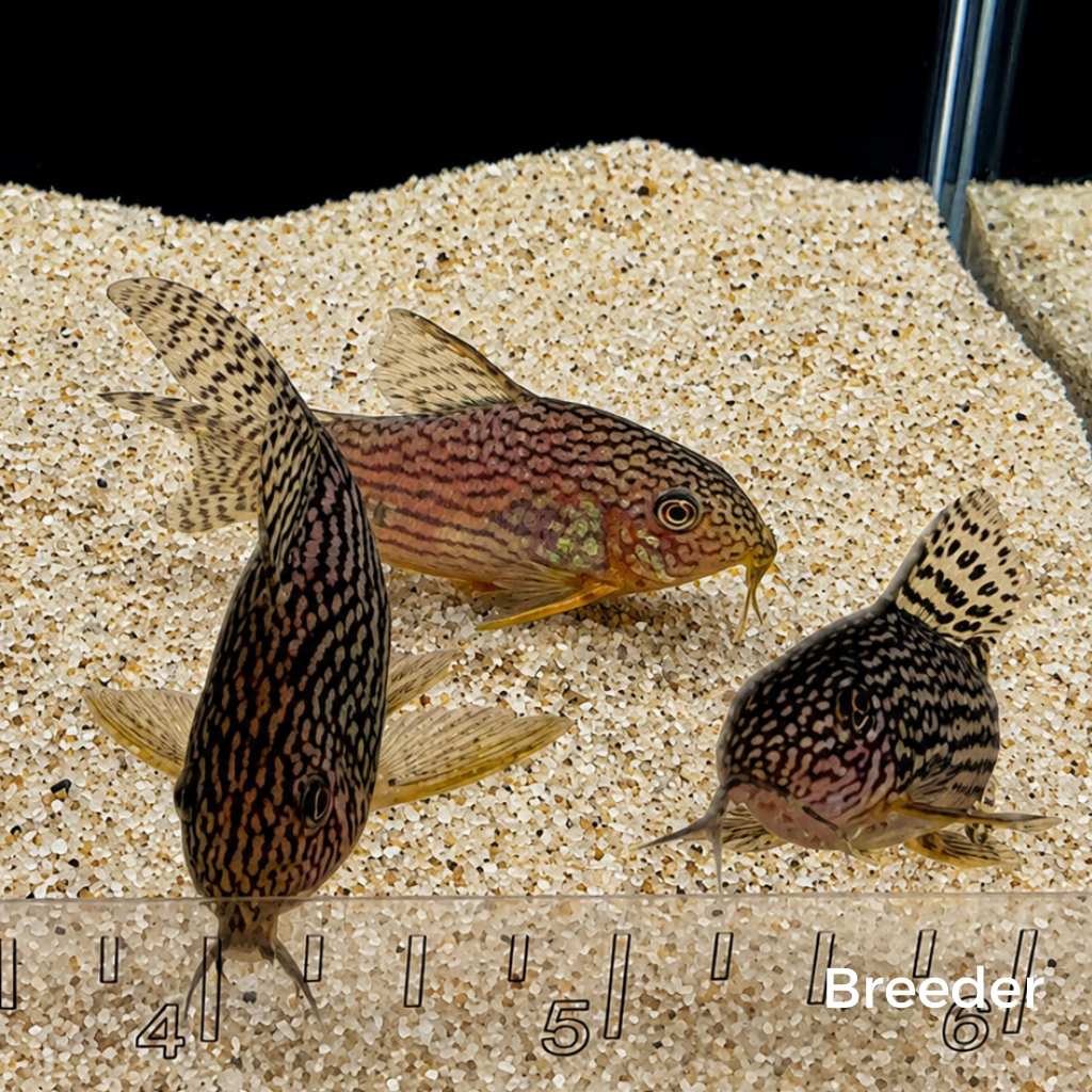 Sterbai Corydoras Catfish – Tank-Bred in Texas | Peaceful Bottom Cleaner, 1.0–1.5 in Juveniles