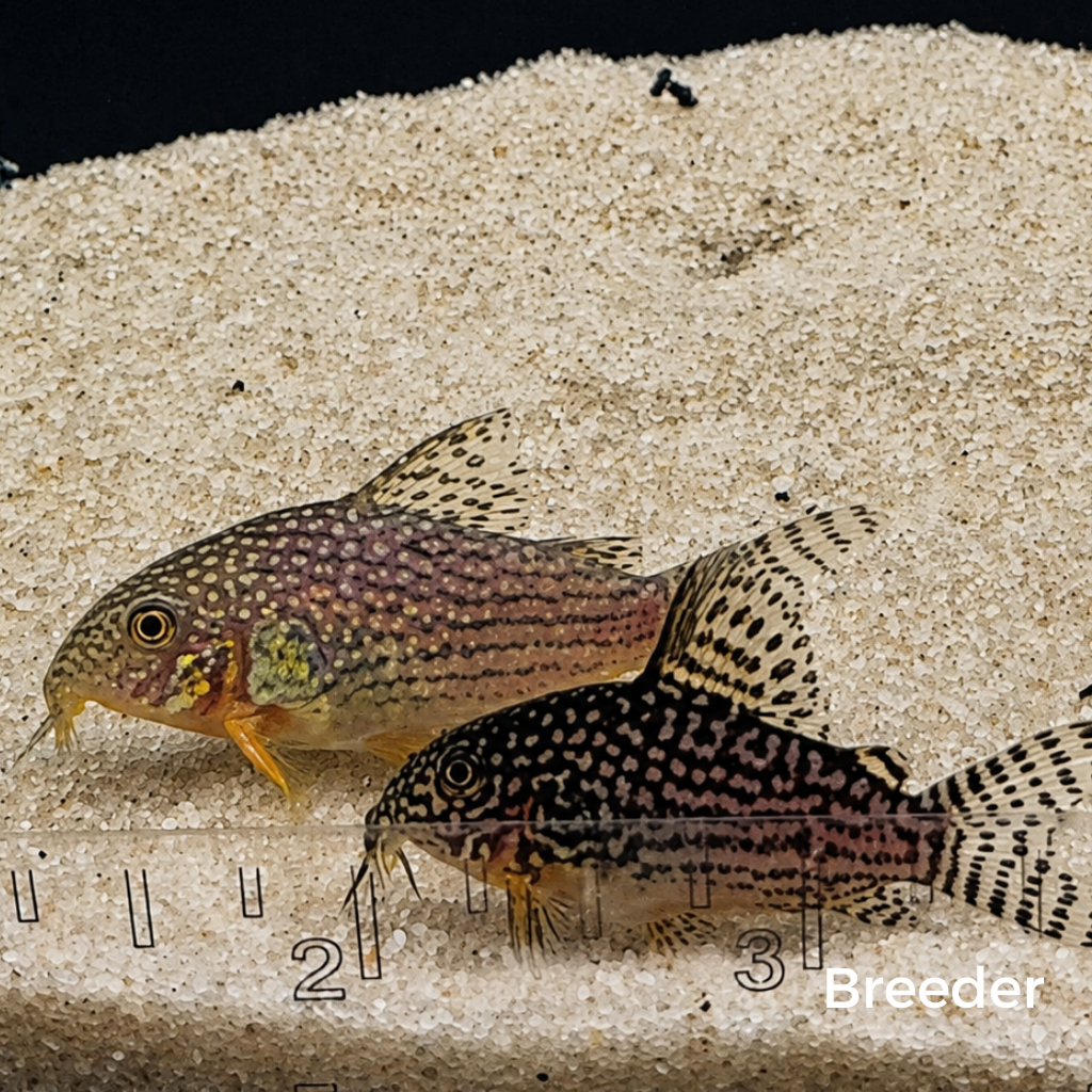 Sterbai Corydoras Catfish – Tank-Bred in Texas | Peaceful Bottom Cleaner, 1.0–1.5 in Juveniles