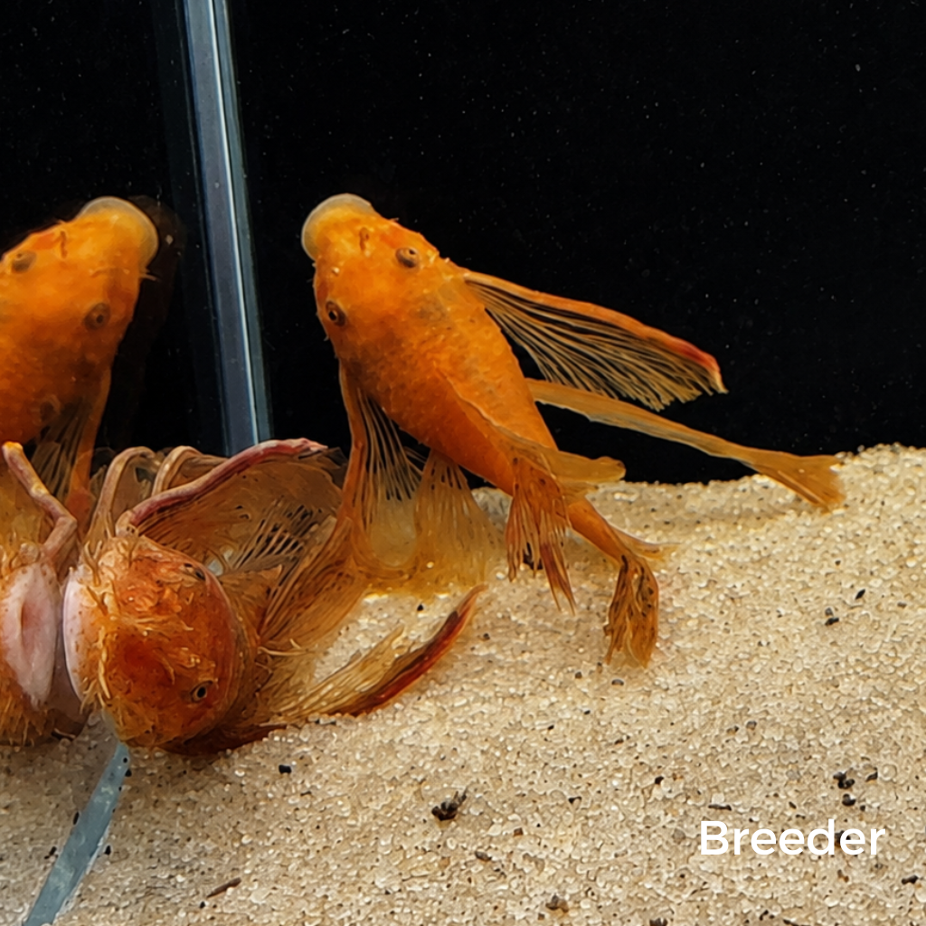 Super Red LONGFIN Bristlenose Pleco – Tank-Bred in Texas | Peaceful Bottom Cleaner, 1.25–2.0 in Juveniles