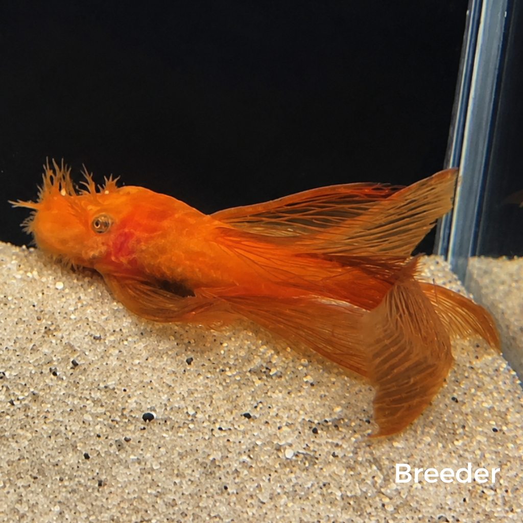 Super Red LONGFIN Bristlenose Pleco – Tank-Bred in Texas | Peaceful Bottom Cleaner, 1.25–2.0 in Juveniles