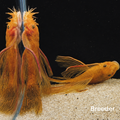 Super Red SHORTFIN Bristlenose Pleco – Tank-Bred in Texas | Peaceful Bottom Cleaner, 1.25–2.0 in Juveniles