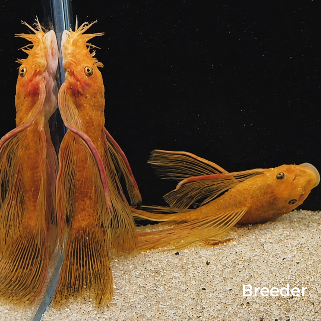 Super Red LONGFIN Bristlenose Pleco – Tank-Bred in Texas | Peaceful Bottom Cleaner, 1.25–2.0 in Juveniles