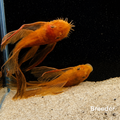 Super Red LONGFIN Bristlenose Pleco – Tank-Bred in Texas | Peaceful Bottom Cleaner, 1.25–2.0 in Juveniles