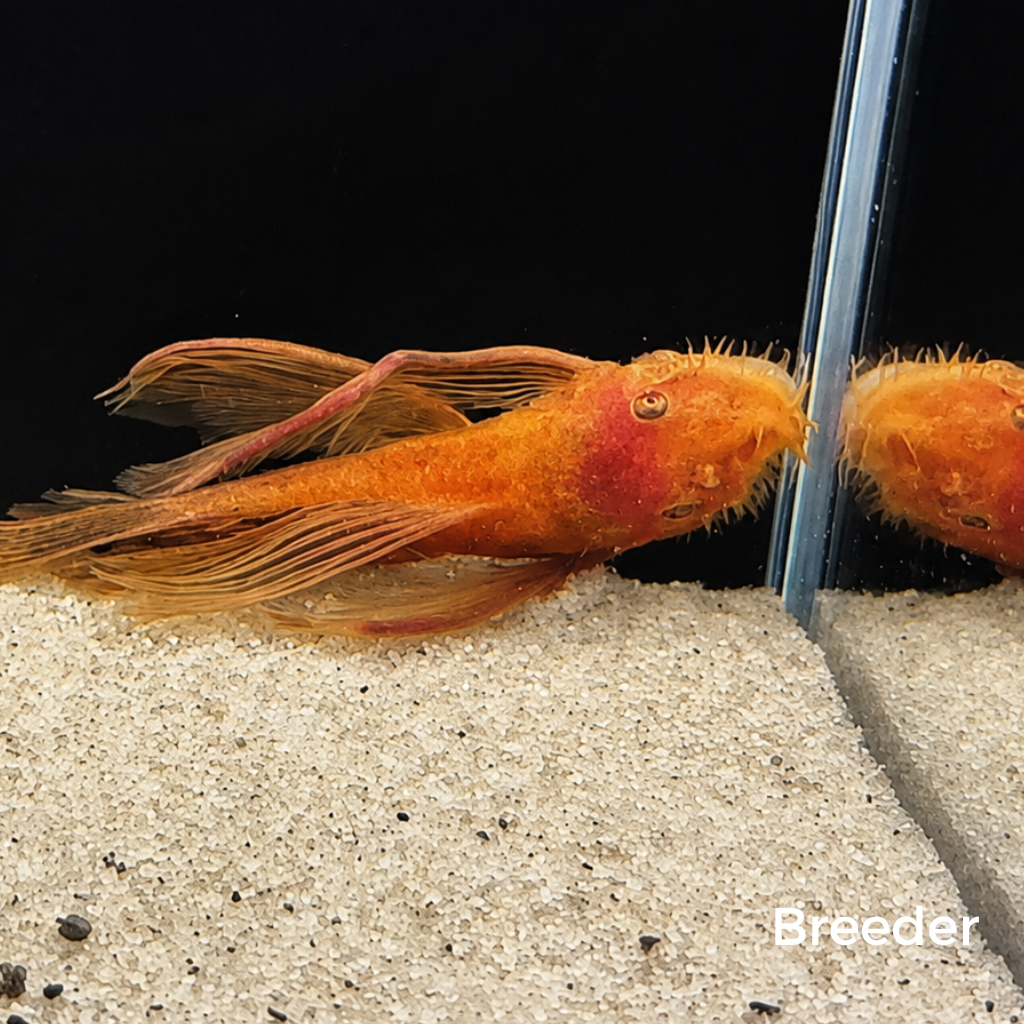 Super Red LONGFIN Bristlenose Pleco – Tank-Bred in Texas | Peaceful Bottom Cleaner, 1.25–2.0 in Juveniles