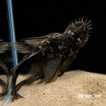 Green Dragon LONGFIN Bristlenose Pleco – Tank-Bred in Texas | Peaceful Bottom Cleaner, 1.25–2.0 in Juveniles