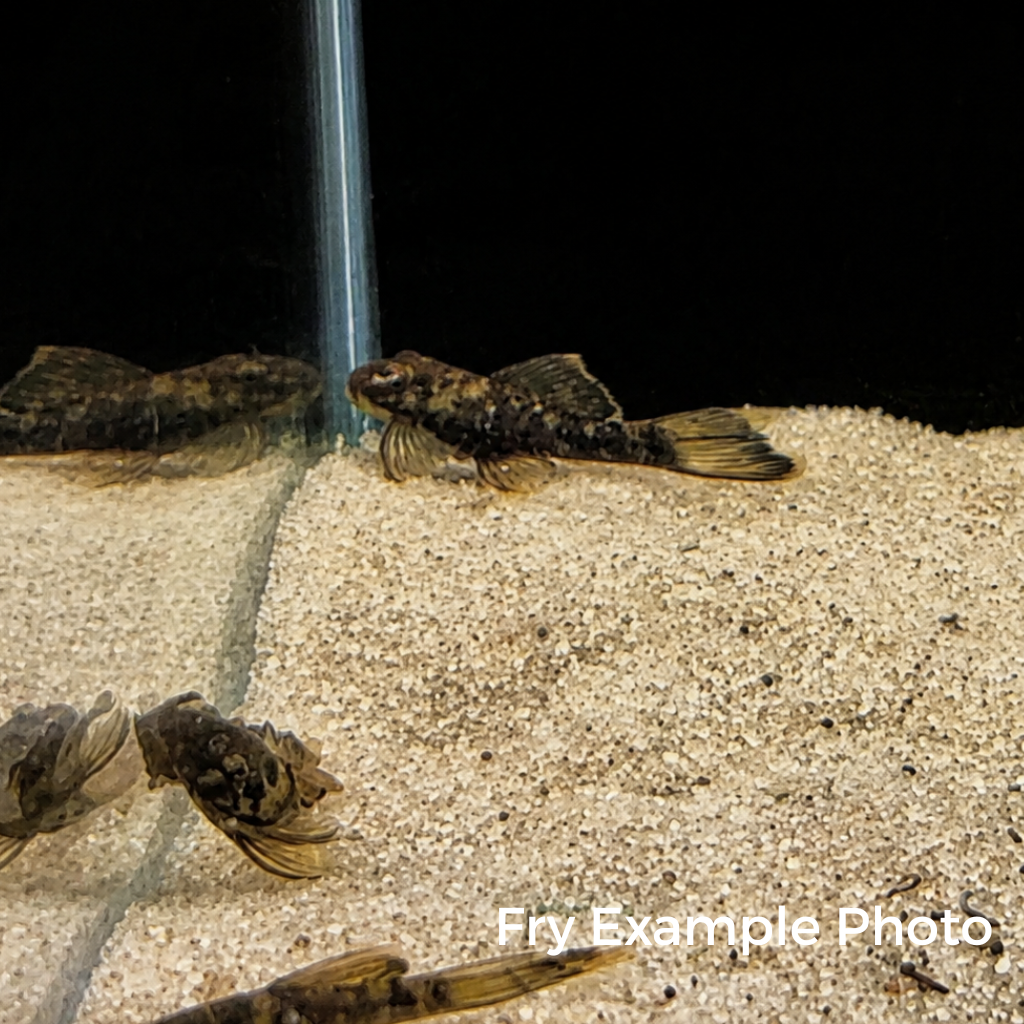 Green Dragon LONGFIN Bristlenose Pleco – Tank-Bred in Texas | Peaceful Bottom Cleaner, 1.25–2.0 in Juveniles