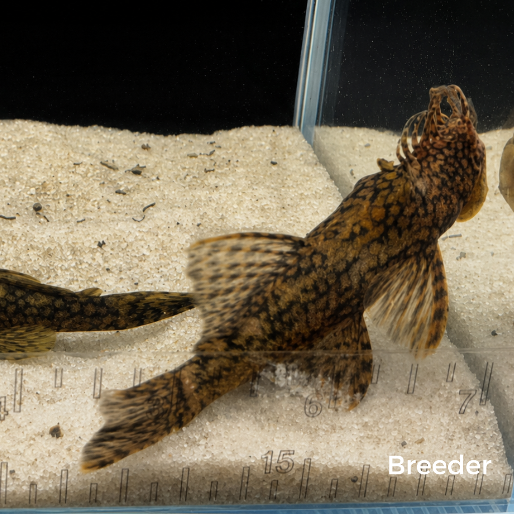 Wabenmuster Pleco – Tank-Bred in Texas | Peaceful Bottom Cleaner, 1.25–2.0 in Juveniles
