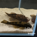 Wabenmuster Pleco – Tank-Bred in Texas | Peaceful Bottom Cleaner, 1.25–2.0 in Juveniles