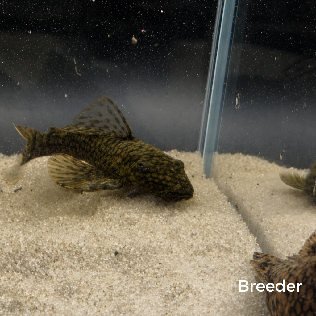 Wabenmuster Pleco – Tank-Bred in Texas | Peaceful Bottom Cleaner, 1.25–2.0 in Juveniles