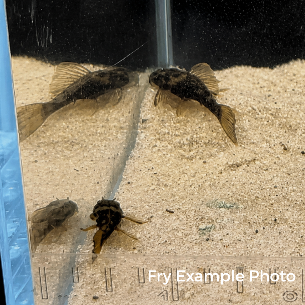 Green Dragon LONGFIN Bristlenose Pleco – Tank-Bred in Texas | Peaceful Bottom Cleaner, 1.25–2.0 in Juveniles