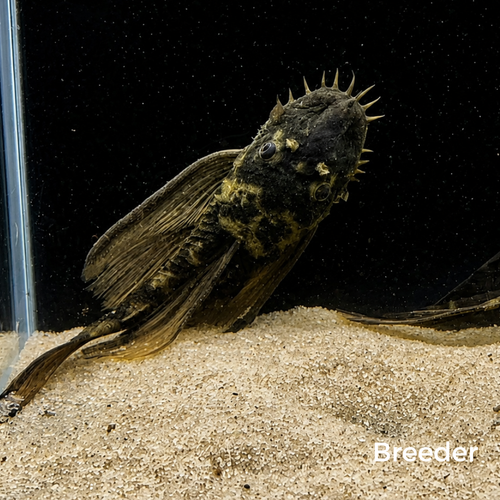 Green Dragon SHORTFIN Bristlenose Pleco – Tank-Bred in Texas | Peaceful Bottom Cleaner, 1.25–2.0 in Juveniles