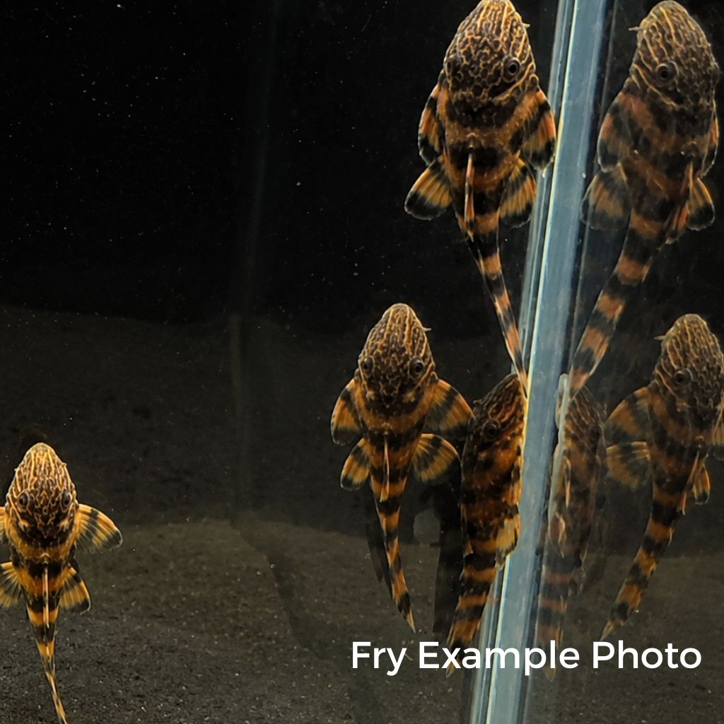 L397 Alenquer Tiger Pleco – Tank-Bred in Texas | Peaceful Bottom Cleaner, 1.25–2.0 in Juveniles