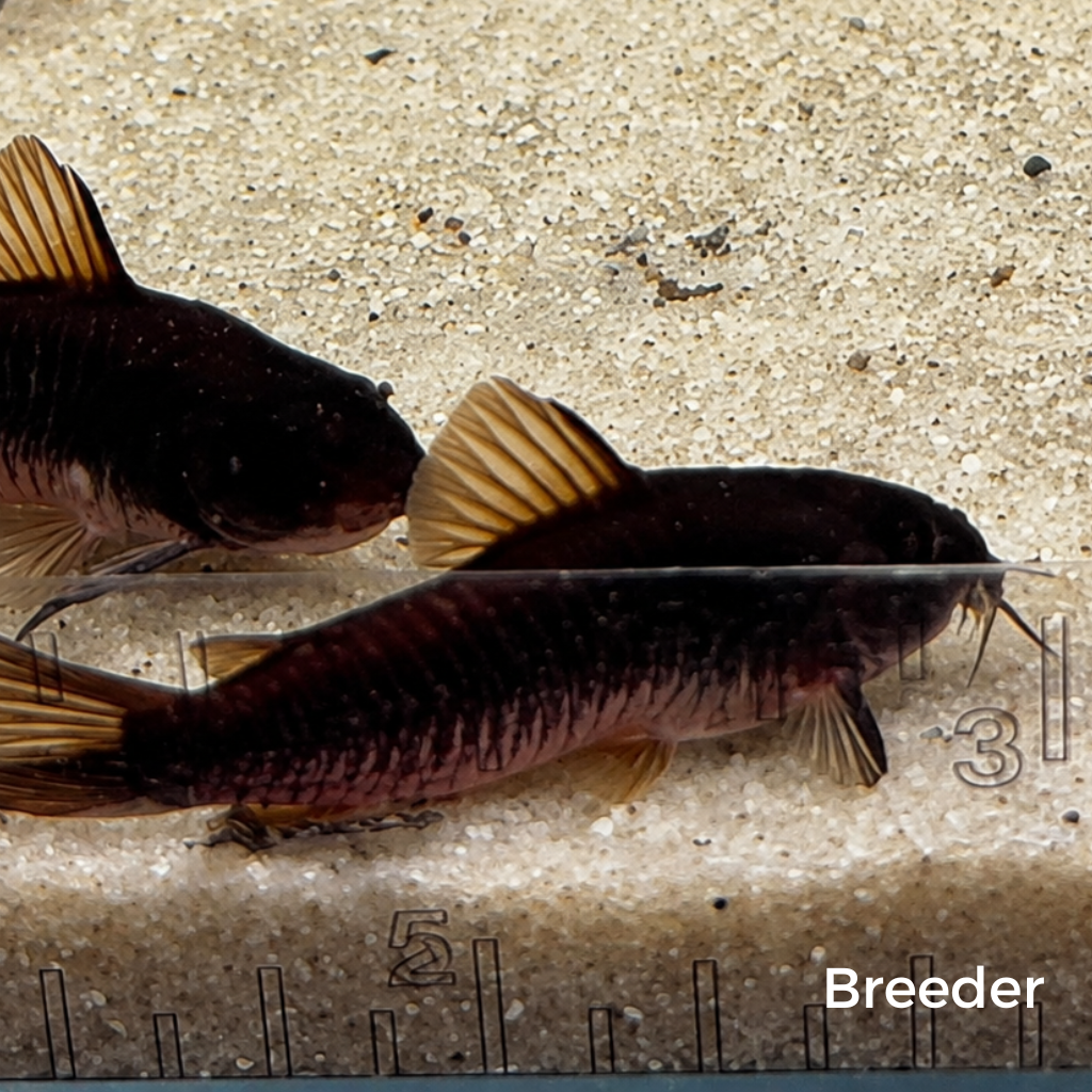 Black Venezuelan Corydoras Catfish – Tank-Bred in Texas | Peaceful Bottom Cleaner, 1.0–1.5 in Juveniles