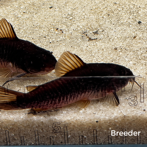 Black Venezuelan Corydoras Catfish – Tank-Bred in Texas | Peaceful Bottom Cleaner, 1.0–1.5 in Juveniles