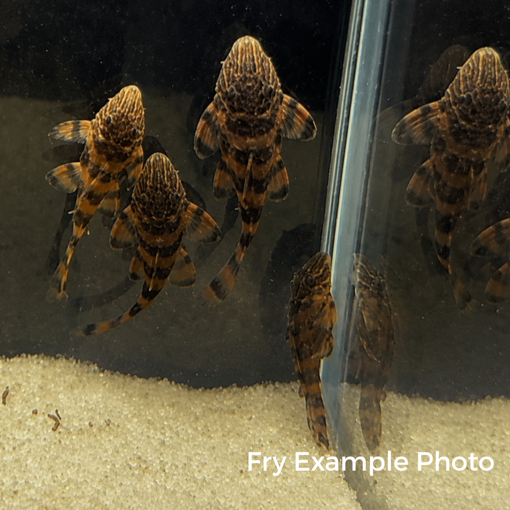 L397 Alenquer Tiger Pleco – Tank-Bred in Texas | Peaceful Bottom Cleaner, 1.25–2.0 in Juveniles