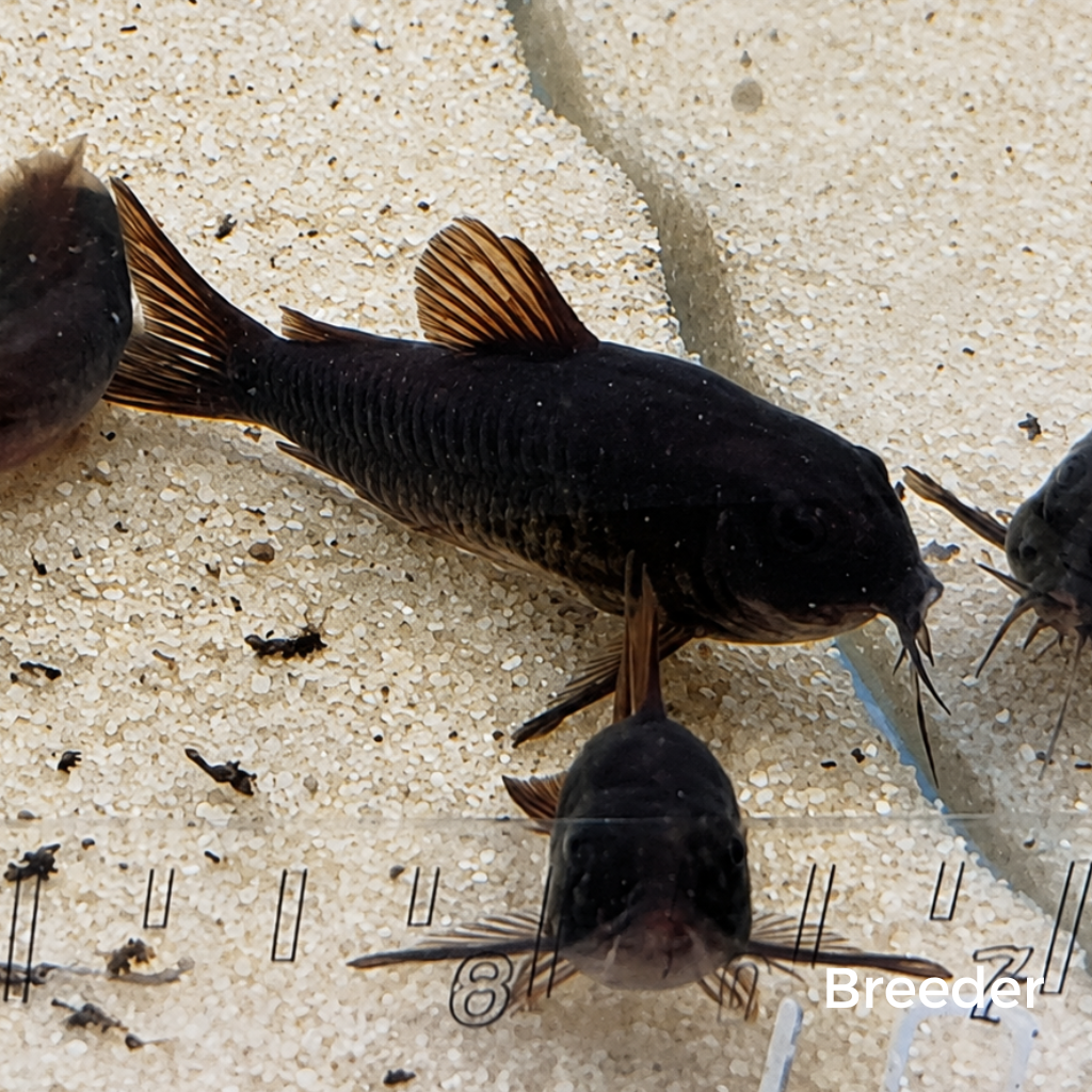 Black Venezuelan Corydoras Catfish – Tank-Bred in Texas | Peaceful Bottom Cleaner, 1.0–1.5 in Juveniles