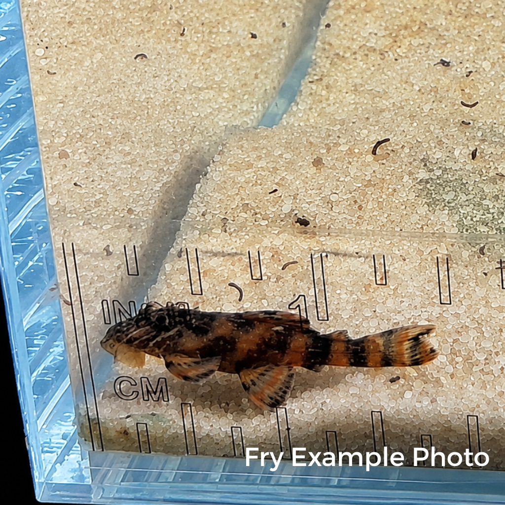 L397 Alenquer Tiger Pleco – Tank-Bred in Texas | Peaceful Bottom Cleaner, 1.25–2.0 in Juveniles