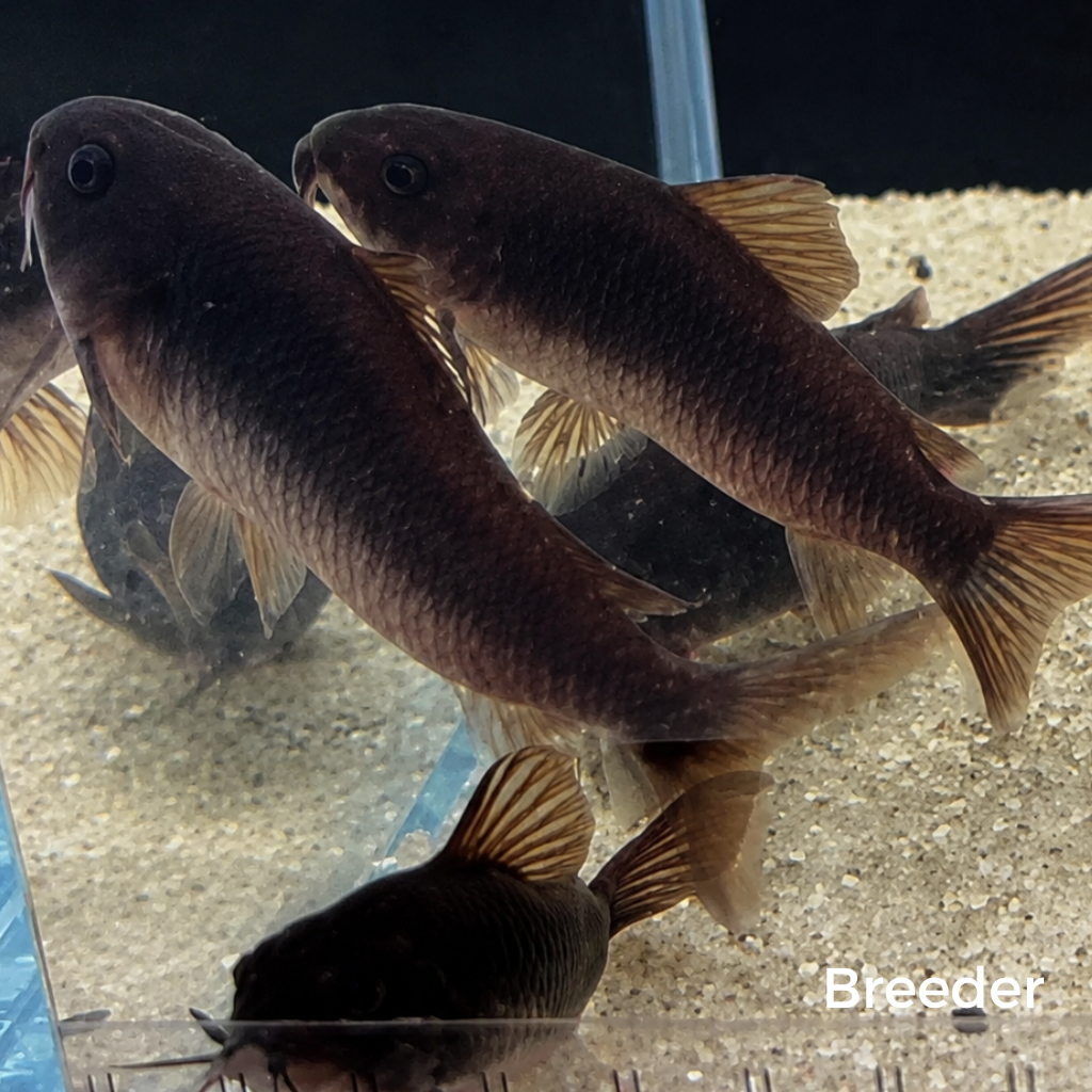 Black Venezuelan Corydoras Catfish – Tank-Bred in Texas | Peaceful Bottom Cleaner, 1.0–1.5 in Juveniles