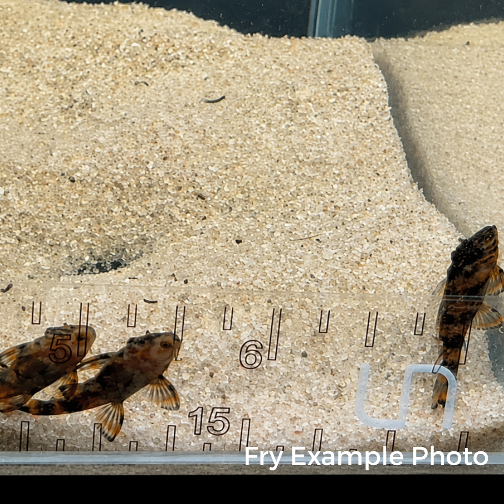 L397 Alenquer Tiger Pleco – Tank-Bred in Texas | Peaceful Bottom Cleaner, 1.25–2.0 in Juveniles