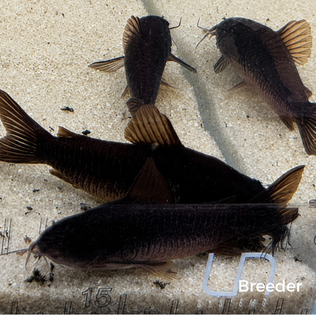 Black Venezuelan Corydoras Catfish – Tank-Bred in Texas | Peaceful Bottom Cleaner, 1.0–1.5 in Juveniles